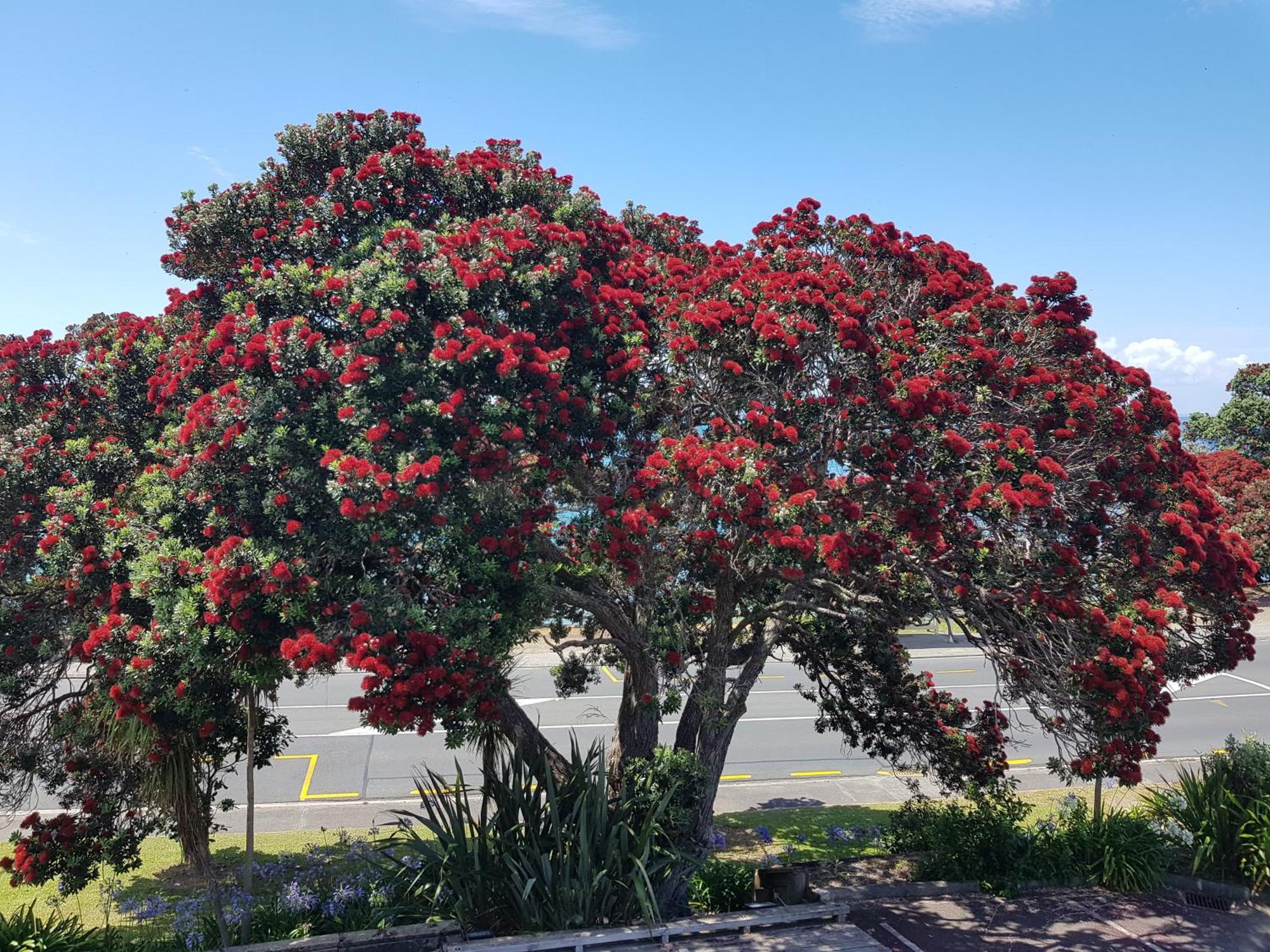 Whangaparaoa Lodge Zewnętrze zdjęcie